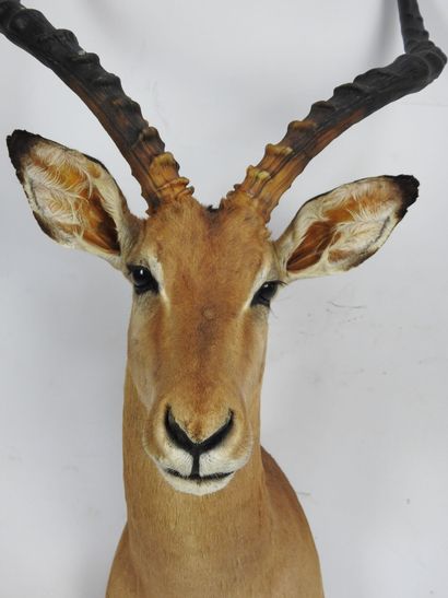 IMPALA (Aepyceros Melampus CH) en cape. Haut...