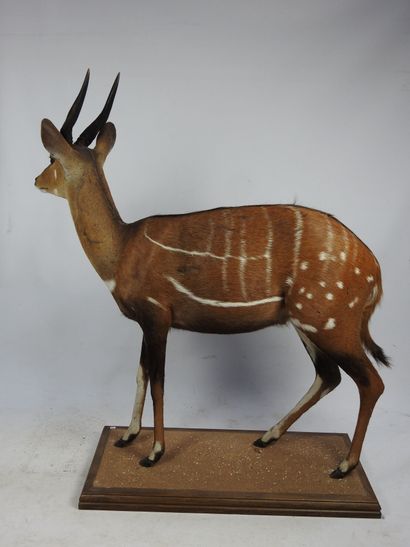 GUIB HARNACHE (tragelaphus sciptus) en entier...