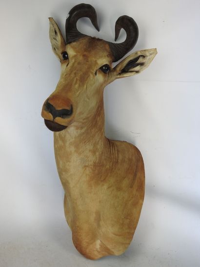 ANTILOPE BUBALE en cape. H : 100cm - Long...