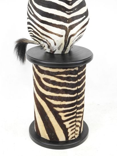 Zèbre de Hartmann (Equus zebra hartmannae)...