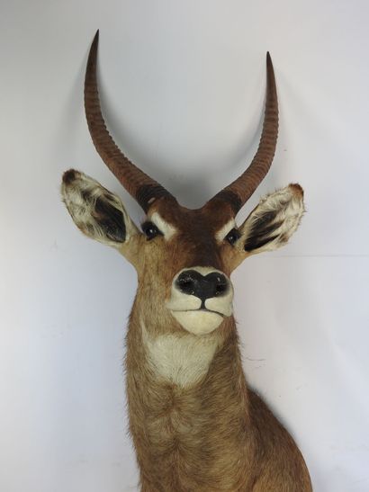 COBE (Waterbuck?) en cape. H : 135cm - Long...