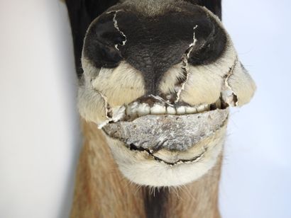 HIPPOTRAGUE en cape. H : 110cm - Long : 60cm....