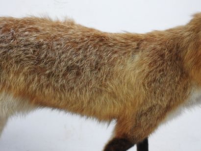 RENARD naturalisé en entier avec sa proie....