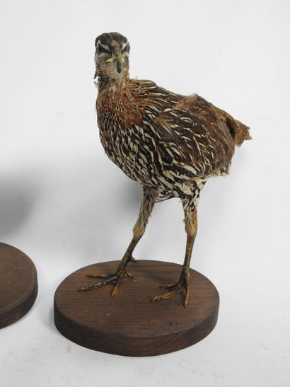 DEUX FRANCOLINS (francolinus bicalcaratus)...
