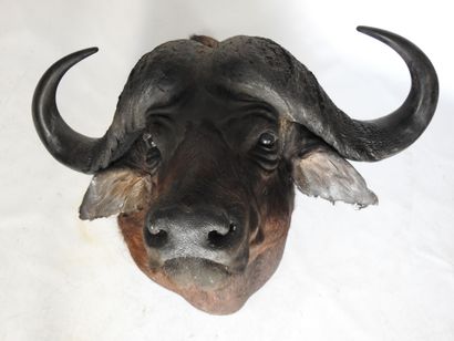 BUFFLE CAFER (Syncerus caff er) (CH) en cape....