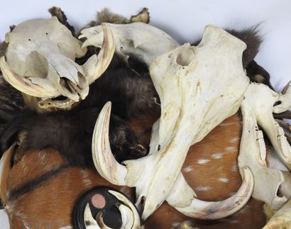 LOT comprenant des peaux, massacres, cornes,...