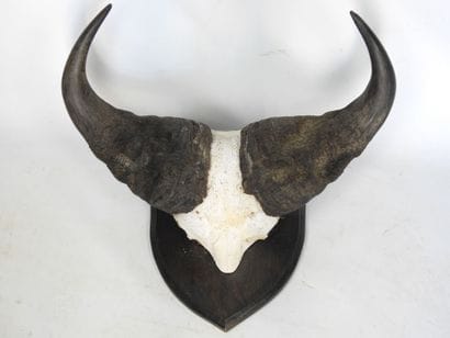 MASSACRE DE BUFFLE sur écusson. Haut : 60cm...
