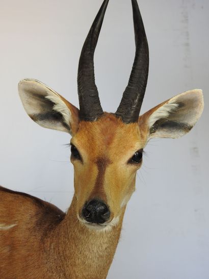 GUIB HARNACHE (Tragelaphus scriptus) (CH)....
