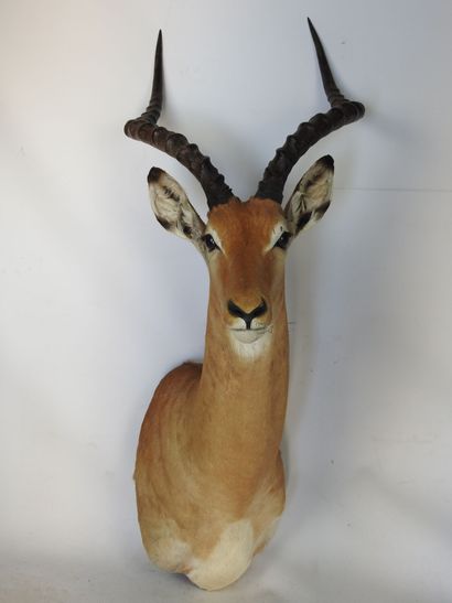 IMPALA (Aepyceros melampus) (CH) en cape....