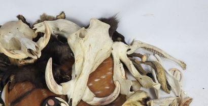 LOT comprenant des peaux, massacres, cornes,...
