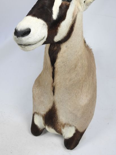 ORYX en cape. H : 140cm - Long : 45cm. Vendu...