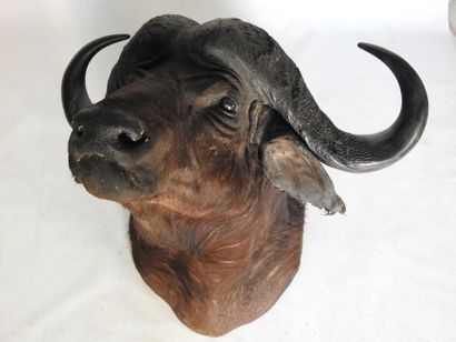 BUFFLE CAFER (Syncerus caff er) (CH) en cape....