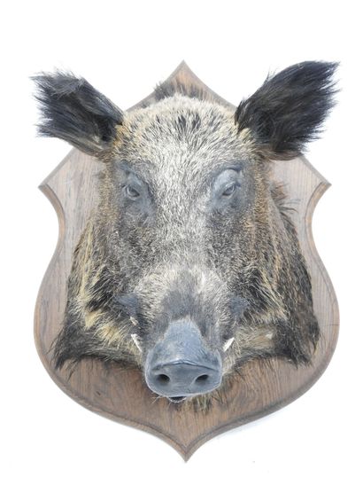 SANGLIER en cape sur écusson bois. Haut :...
