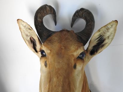 ANTILOPE BUBALE en cape. H : 105cm - Long...