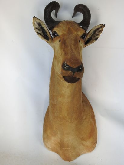 ANTILOPE BUBALE en cape. H : 100cm - Long...