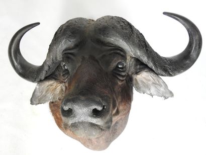 BUFFLE CAFER (Syncerus caff er) (CH) en cape....