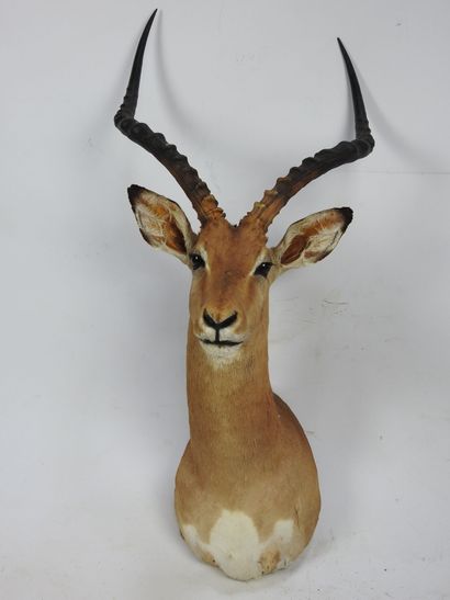 IMPALA (Aepyceros Melampus CH) en cape. Haut...