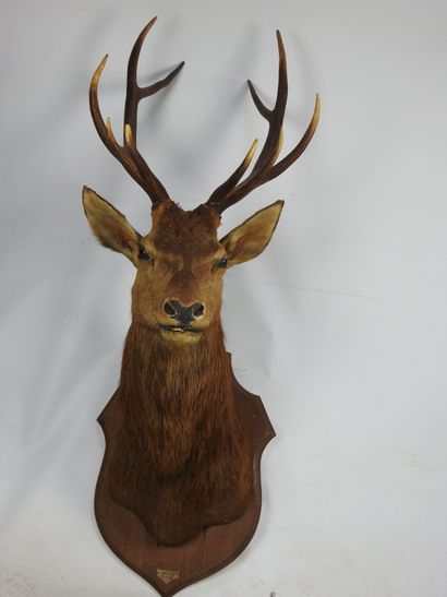 CERF en cape sur écusson marqué Cercoeur...