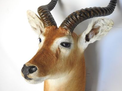 COBE DE BUFFON en cape. H : 95cm - Long :...