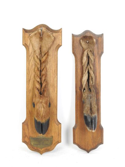 DEUX PIEDS D'HONNEUR de cerf, l'un marqué...