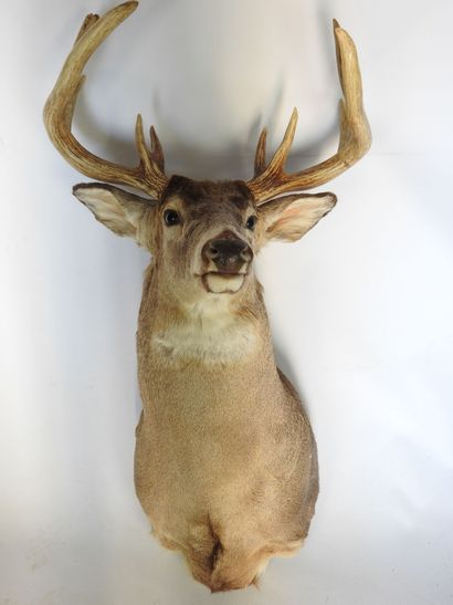 CERF DE VIRGINIE en cape. H : 100cm - Long...