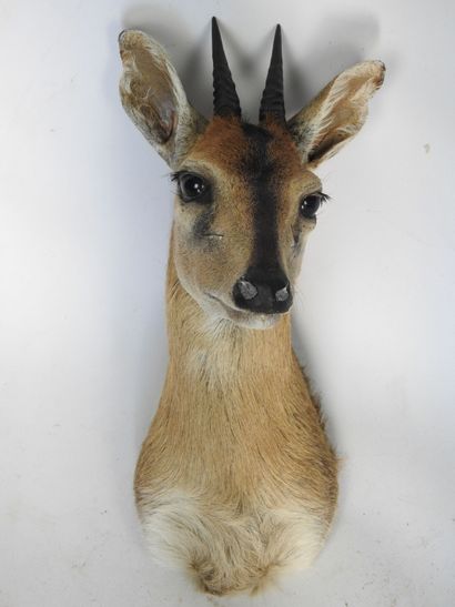 CEPHALOPHE de grim en cape. H : 41cm. Vendu...