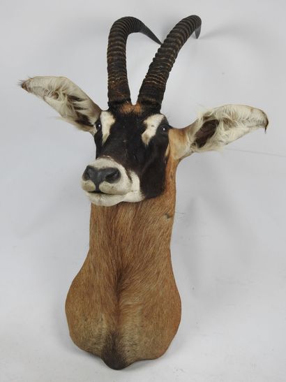 HIPPOTRAGUE en cape. Haut : 122cm - Long...