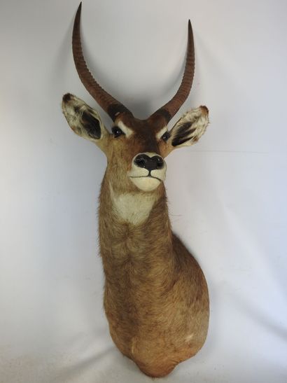 COBE (Waterbuck?) en cape. H : 135cm - Long...