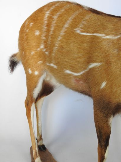 GUIB HARNACHE (Tragelaphus scriptus) (CH)....