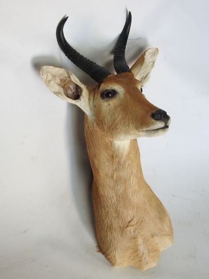 COBE DES ROSEAUX en cape. H : 70cm - Long...