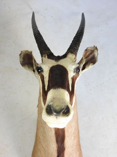 ORYX en cape. H : 130cm - Long : 40cm. Vendu...