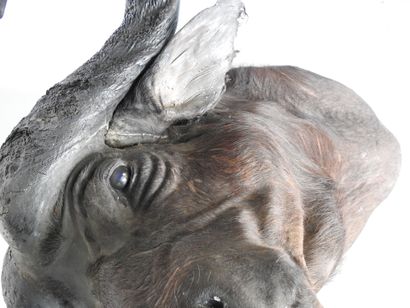 BUFFLE CAFER (Syncerus caff er) (CH) en cape....