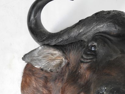 BUFFLE CAFER (Syncerus caff er) (CH) en cape....