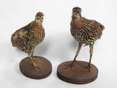 DEUX FRANCOLINS (francolinus bicalcaratus)...