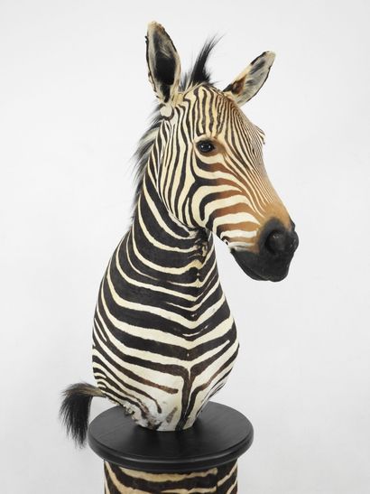 Zèbre de Hartmann (Equus zebra hartmannae)...