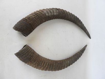 Paire de cornes. L : 67cm