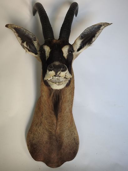 HIPPOTRAGUE en cape. H : 110cm - Long : 60cm....