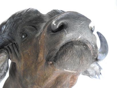 BUFFLE CAFER (Syncerus caff er) (CH) en cape....