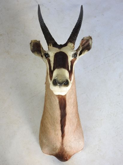 ORYX en cape. H : 130cm - Long : 40cm. Vendu...