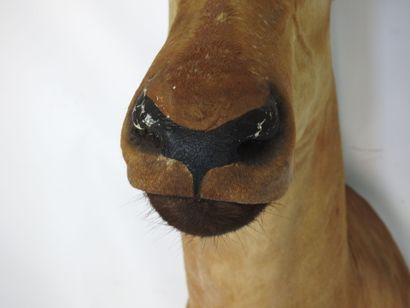 ANTILOPE BUBALE en cape. H : 100cm - Long...