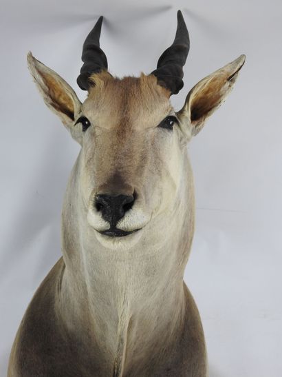 ELAN DU CAP (taurotragus oryx CH) naturalisé....
