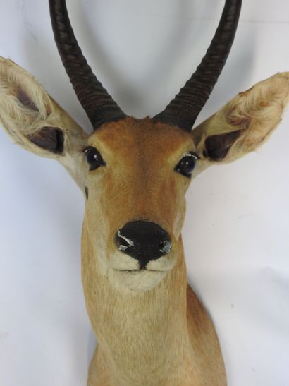 COBE DES ROSEAUX en cape. H : 75cm - Long...