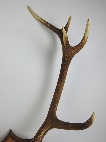 Massacre de cerf sur écusson bois. Haut :...