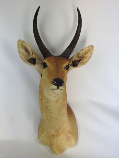 COBE DES ROSEAUX en cape. H : 75cm - Long...