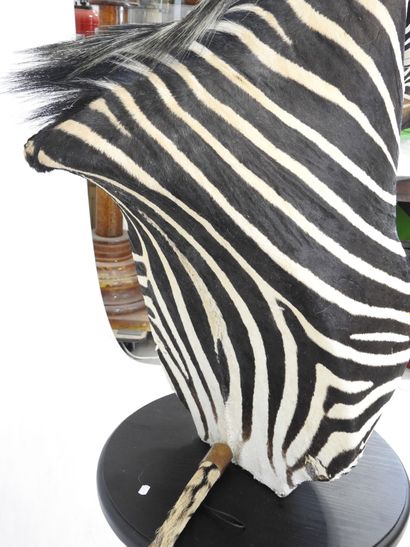 Zèbre de Hartmann (Equus zebra hartmannae)...