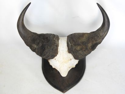 MASSACRE DE BUFFLE sur écusson. Haut : 60cm...
