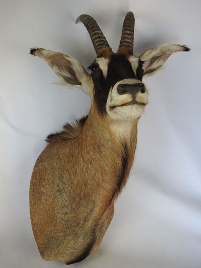 HIPPOTRAGUE ROUAN en cape. H : 110cm - Long...