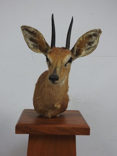 DIK DIK en cape sur présentoir en bois. H...