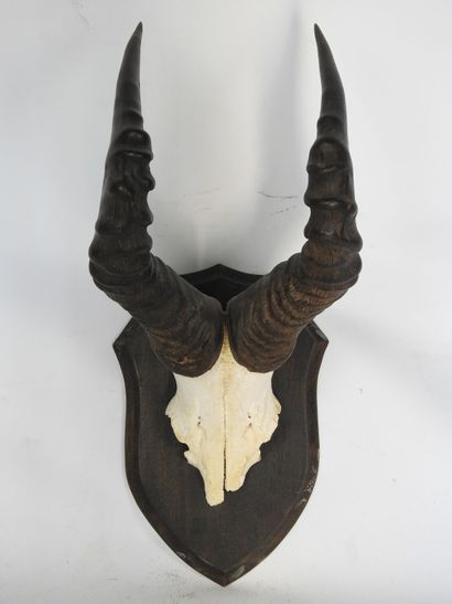 MASSACRE de BUBALE MAJOR (Alcelaphus major)...