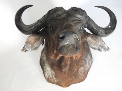 BUFFLE CAFER (Syncerus caff er) (CH) en cape....